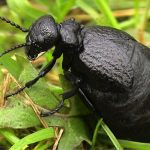 Untitledbug